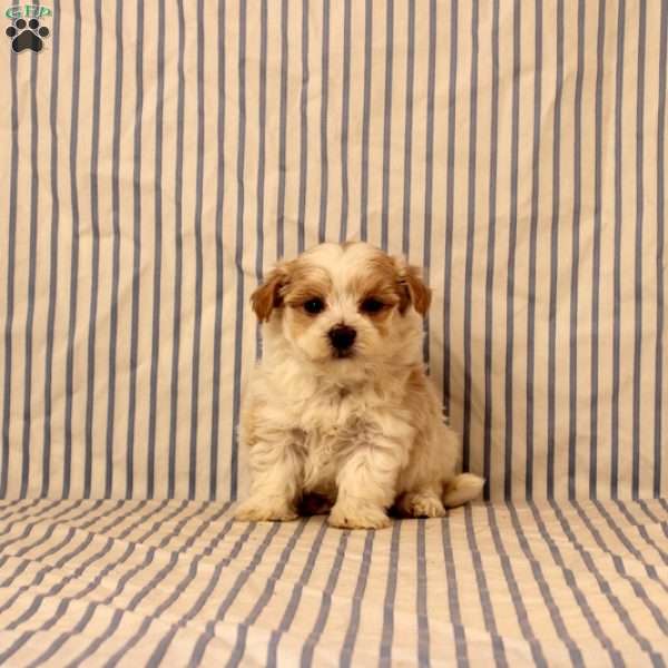 Nolan, Maltipoo Puppy
